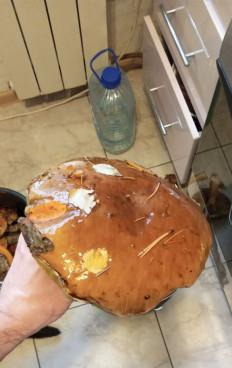 Гриб из Петрозаводск