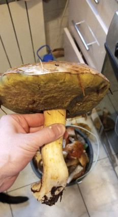 Гриб из Петрозаводск