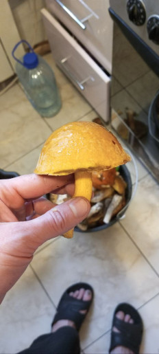 Маслёнок желто-бурый