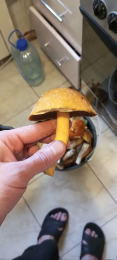 Маслёнок желто-бурый