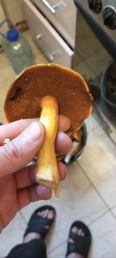 Маслёнок желто-бурый