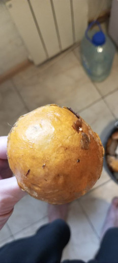 Маслёнок желто-бурый