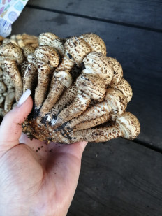 Чешуйчатка обыкновенная