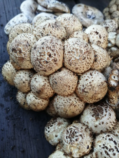 Чешуйчатка обыкновенная