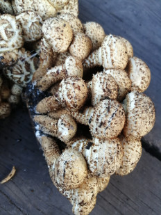 Чешуйчатка обыкновенная