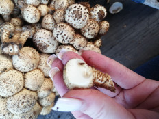 Чешуйчатка обыкновенная