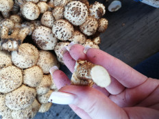 Чешуйчатка обыкновенная