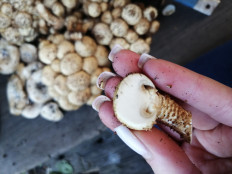 Чешуйчатка обыкновенная