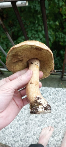 Гриб из Петрозаводск