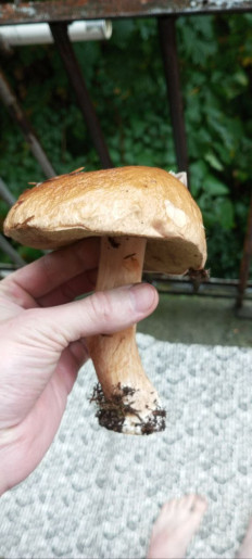 Гриб из Петрозаводск