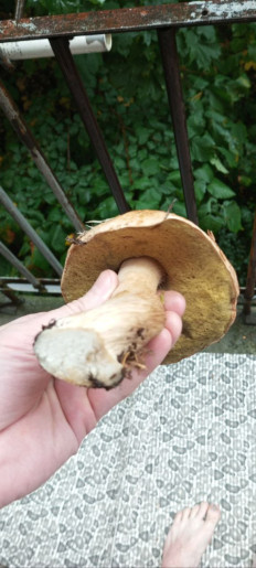 Гриб из Петрозаводск