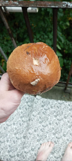 Гриб из Петрозаводск