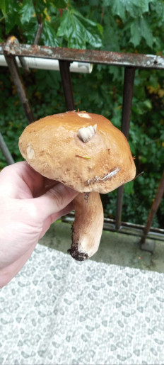 Гриб из Петрозаводск