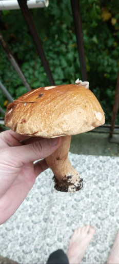 Гриб из Петрозаводск