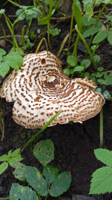 Лепиота острочешуйчатая