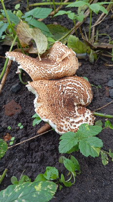 Лепиота острочешуйчатая