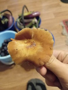 Гриб из Спб(ЛО)