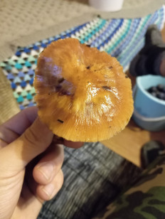 Гриб из Спб(ЛО)