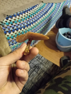 Гриб из Спб(ЛО)