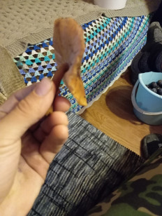 Гриб из Спб(ЛО)