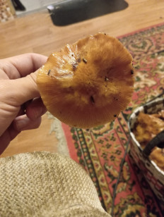 Гриб из Спб(ЛО)