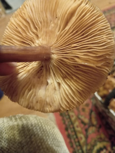 Гриб из Спб(ЛО)