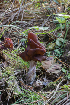 Gyromitra infula - Строчок осенний