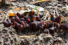 Gyromitra infula - Строчок осенний