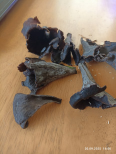 Лисичка черная