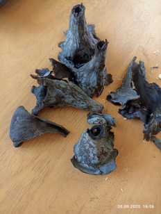 Лисичка черная