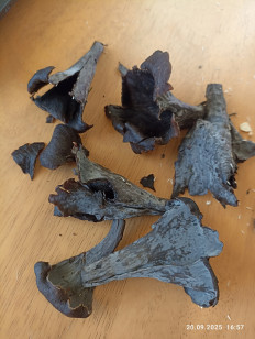 Лисичка черная