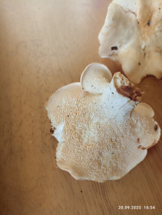 Гриб из Калининград