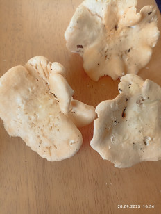 Гриб из Калининград