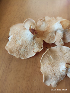 Гриб из Калининград