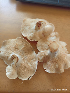 Гриб из Калининград