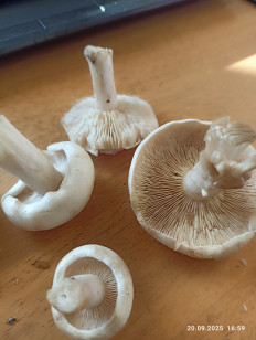 Гриб из Калининград