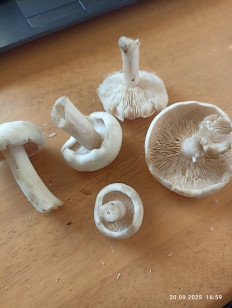 Гриб из Калининград