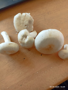 Гриб из Калининград