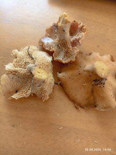 Гриб из Калининград