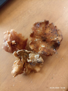 Гриб из Калининград