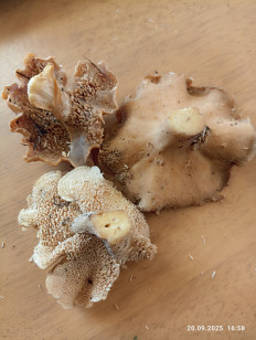 Гриб из Калининград