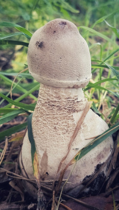 Гриб из Калининград