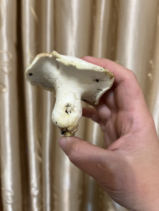 Гриб из Мурманская область