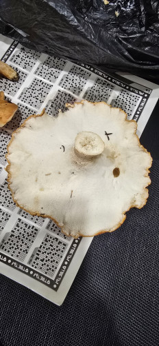 Гриб из Архангельская обл