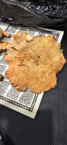 Гриб из Архангельская обл