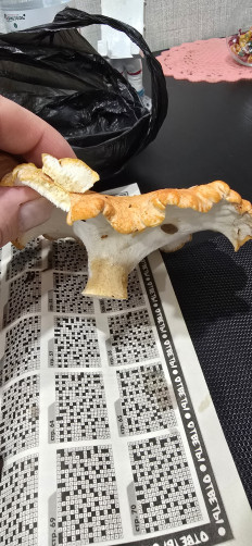 Гриб из Архангельская обл