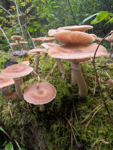 Гриб из Москва