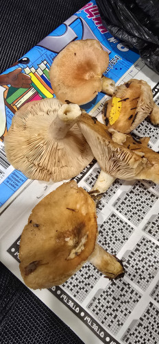 Гриб из Архангельская обл