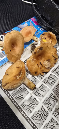 Гриб из Архангельская обл