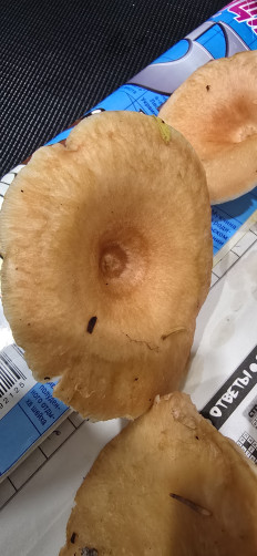 Гриб из Архангельская обл